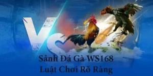 Cách Chơi Đá Gà WS168 Tại HitClub Với Hướng Dẫn Kèo Cược Chi Tiết